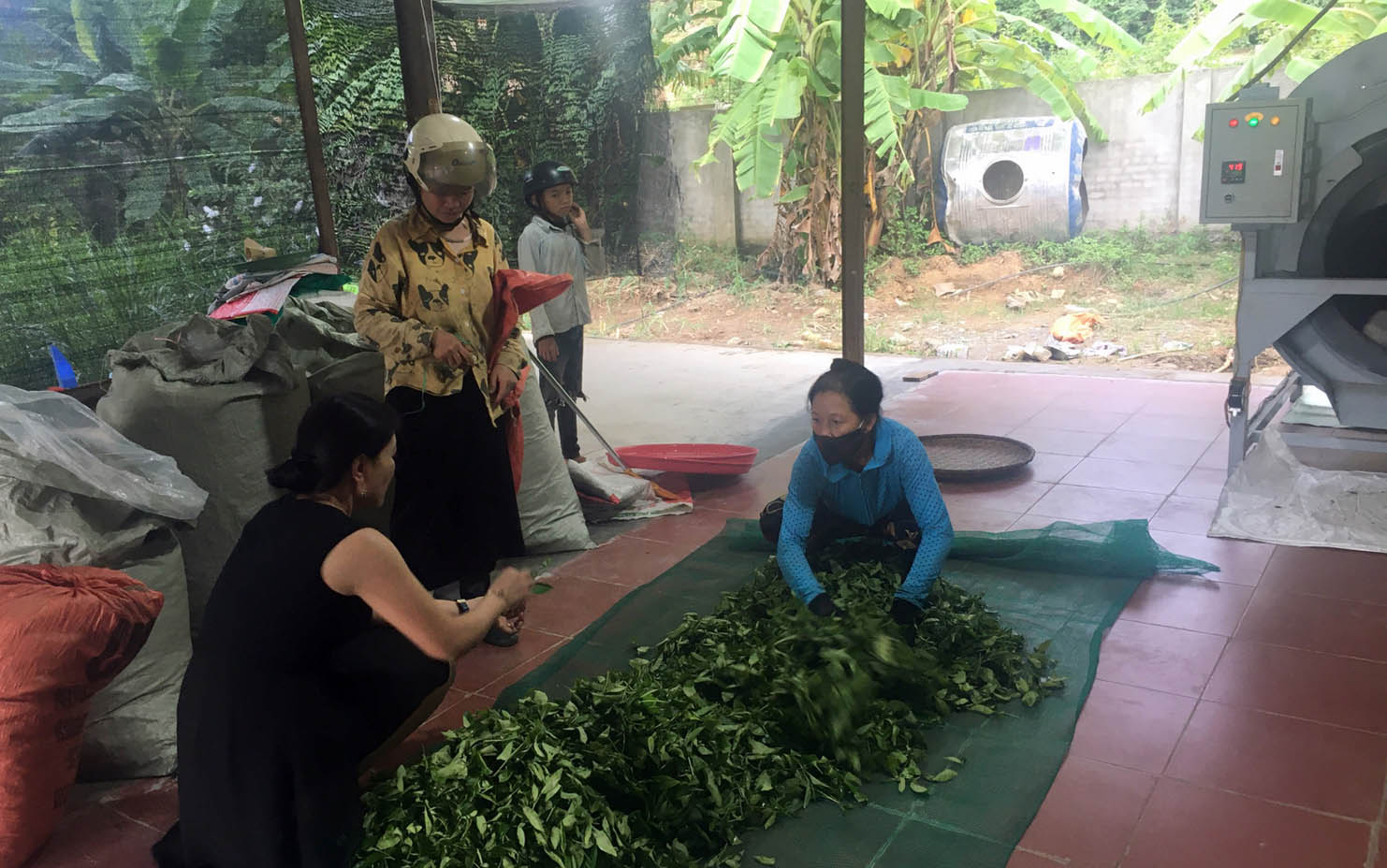 Sản phẩm chè của người dân xã Mường Kim (huyện Than Uyên) được Công ty TNHH Tuyền Phương thu mua toàn bộ với giá ổn định.